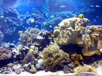 aquarium-ethologie.jpg