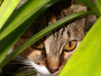 chat-ethologie.jpg
