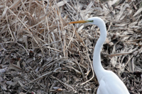 heron-ethologie.jpg