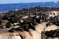 otaries-ethologie.jpg