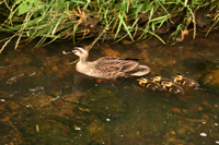 cane-ethologie.jpg