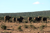 elephants2-ethologie.jpg