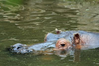 hippopotame.jpg