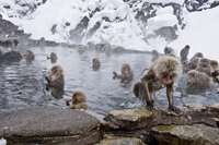 macaque2-primatologie.jpg