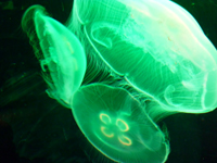 meduse-ethologie.jpg