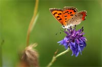 papillon-ethologie.jpg