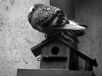 pigeon-ethologie.jpg