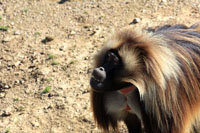 gelada.jpg