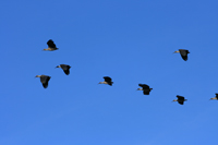 ibis-ethologie.jpg