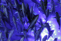 poissons-ethologie.jpg