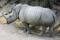 rhinocros.jpg