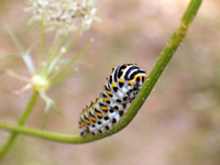 chenille-ethologie.jpg