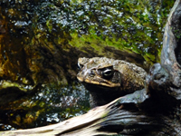 crapaud-ethologie.jpg