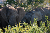 elephants-ethologie.jpg