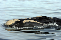 baleine-ethologie.jpg
