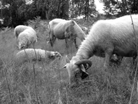 mouton-ethologie.jpg