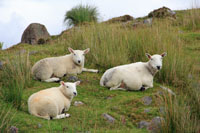 moutons.jpg
