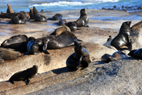 otaries2-ethologie.jpg