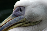 pelican-ethologie.jpg