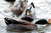 canard-ethologie.jpg