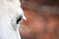 cheval-ethologie.jpg