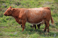 vache.jpg